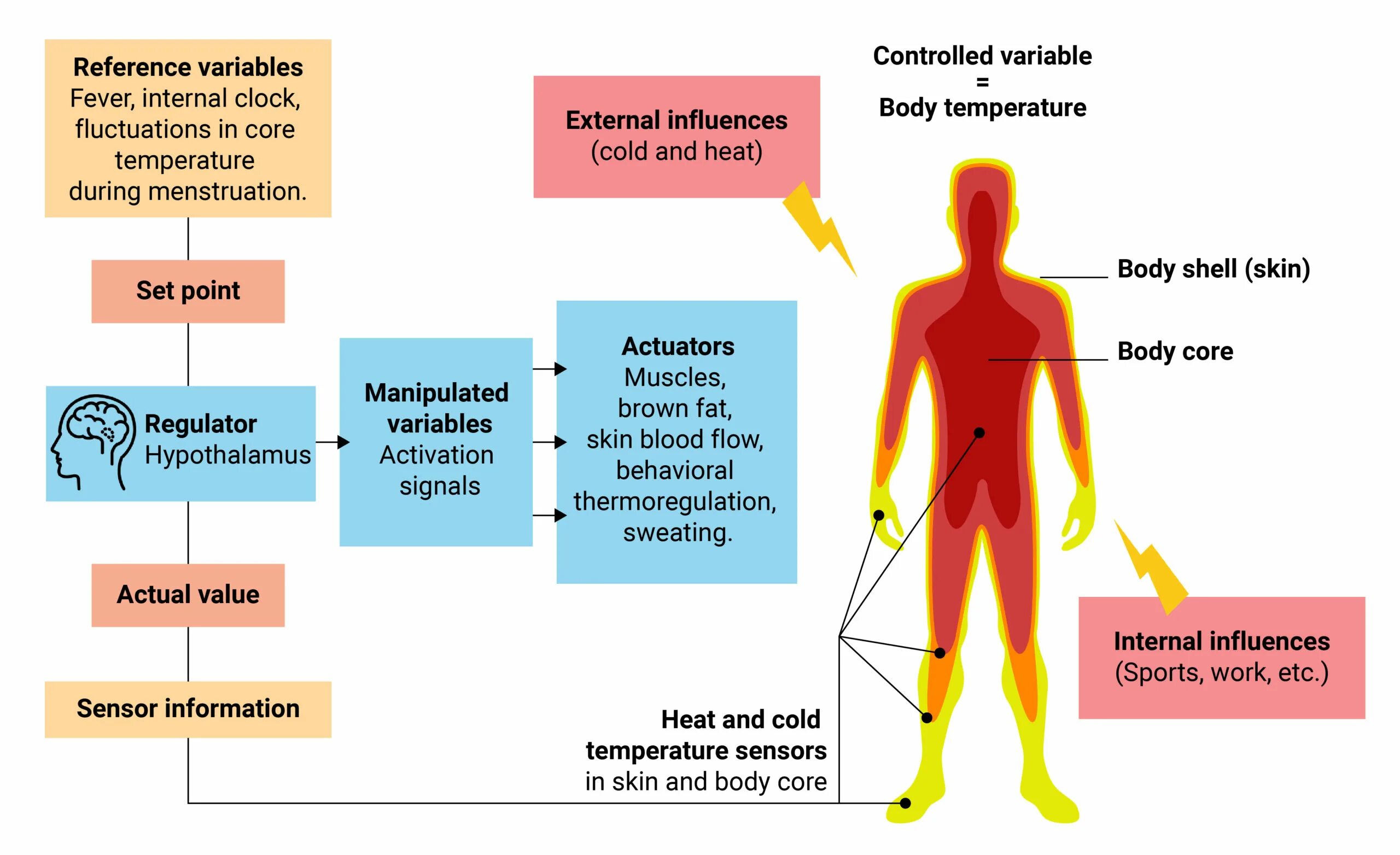 Body temperature. Temperature of Human. The temperature of the Human body. Комфортная температура тела человека.