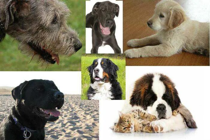 Распознать породу собак. Определи породу собаки. Определитель породы собак по фото. Внешний вид собаки.