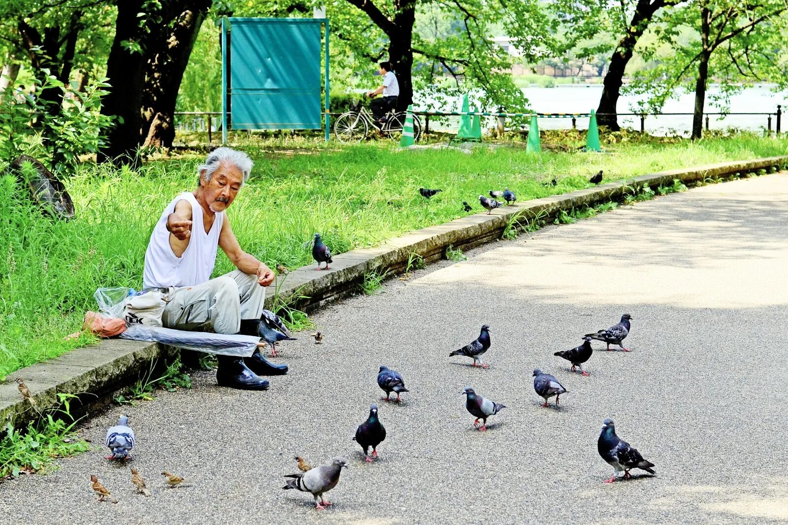 Голуби идут за человеком. Голубь ходит по кругу. Город с птицами людьми машинами. Photos of Pigeons in the Park.