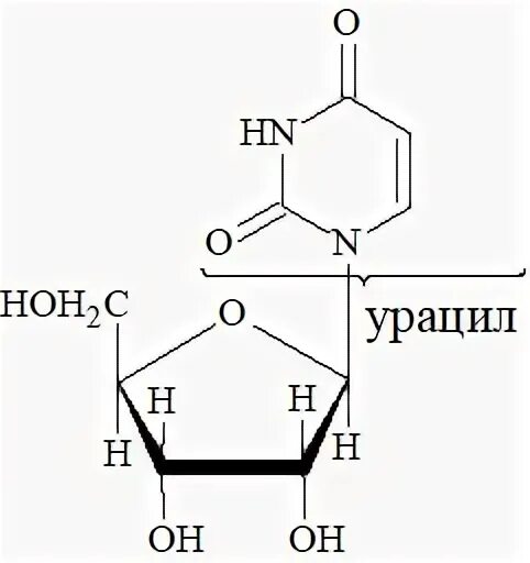 Нуклеотид урацил