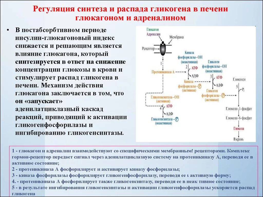 Соматотропин глюкагон. Влияние инсулина на Синтез гликогена. Влияние глюкагона на гликогенолиз. Схема распада гликогена с ферментами. Механизм действия глюкагона схема.