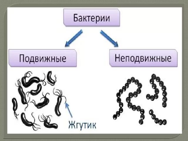 Подвижные бактерии. Подвижные бактерии