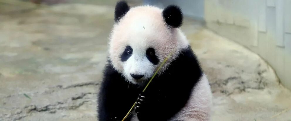 Глаза панды. Панды близнецы. Панда рожает детёныша. Панда по имени. Выбор имени для панды.