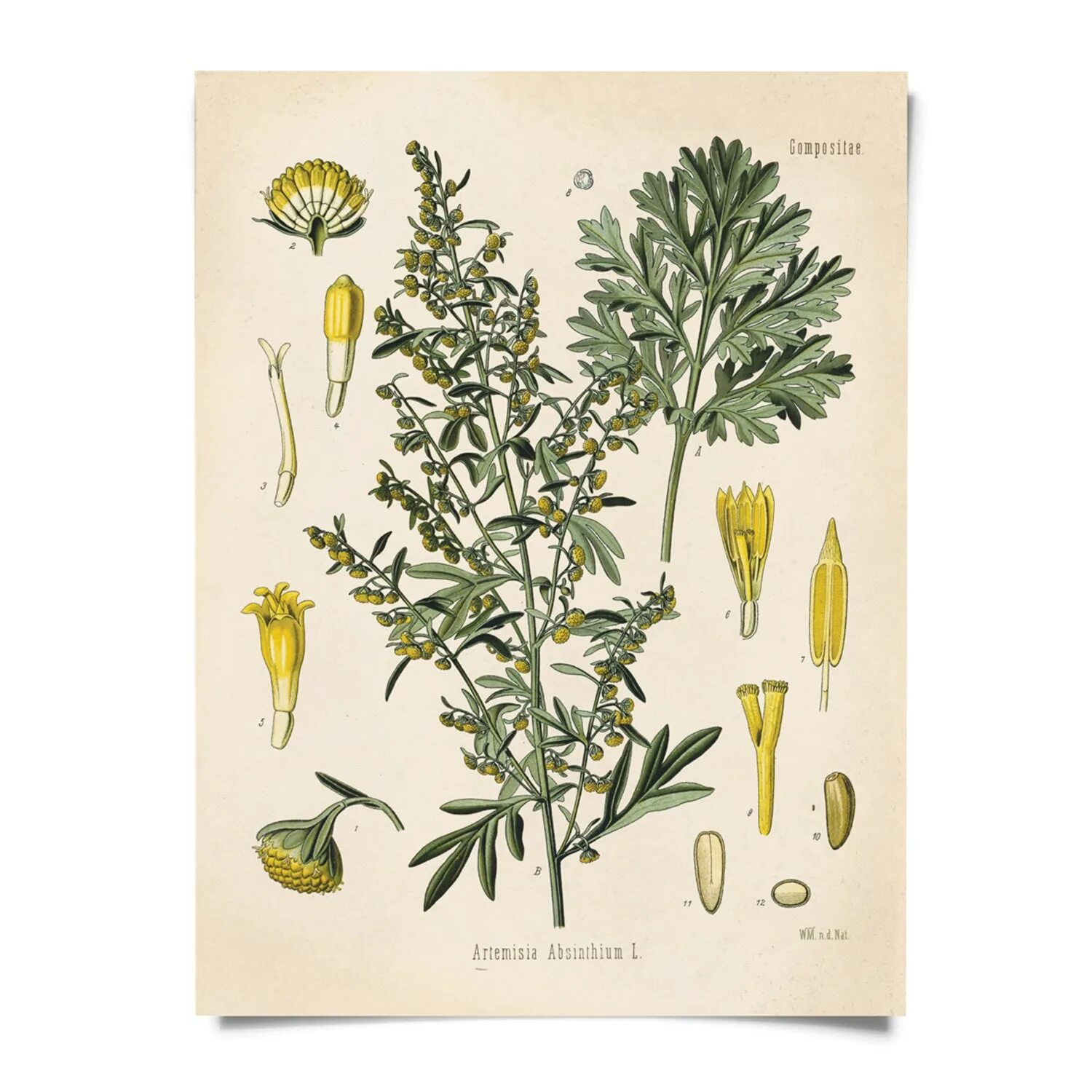 Полынь обыкновенная чернобыльник листья. Полынь горькая (artemísia absínthium). Полынь обыкновенная листья. Листья полыни горькой сырье. Полынь цитварная сырье.