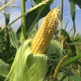 Как изначально называлась сахарная кукуруза