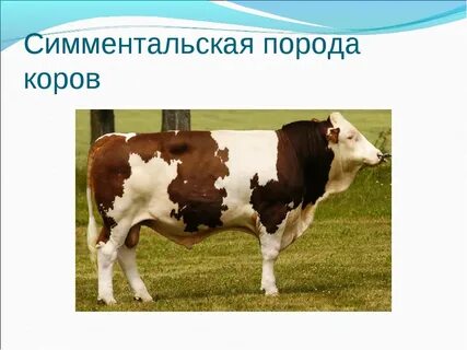 Названия крупного рогатого скота