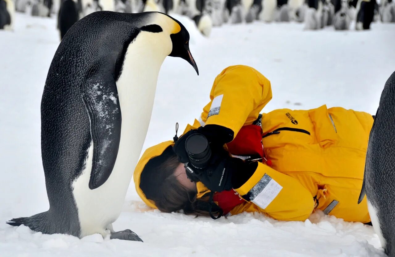 пингвин фото. мадагаскар чебоксары кинотеатр три пингвина. три пингвина сегодня. три пингвина. три пингвина сегодня.