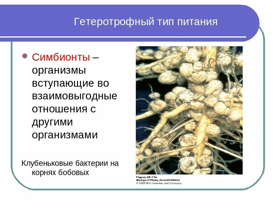 Тип симбионта. Клубеньковые бактерии это редуценты. симбионты тип питания. питание бактерий симбионтов. бактерии симбионты.