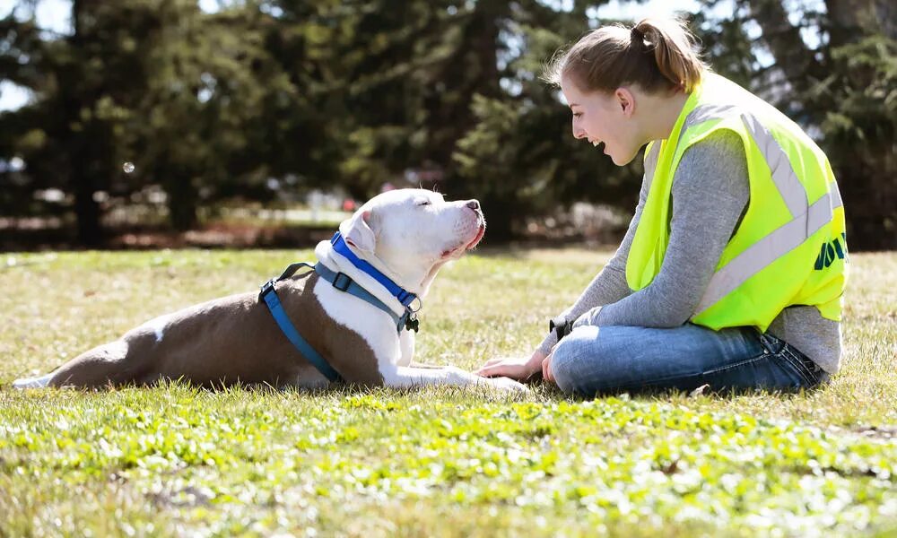 Pet student. Волонтеры и животные. Волонтёрство животные. Волонтерство собак. Волонтеры с собаками.