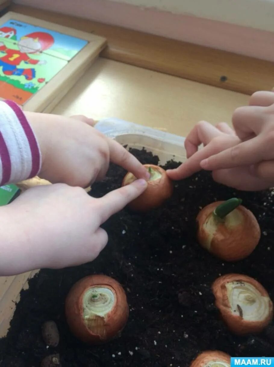 Дети сажают лук в детском саду. Сажаем лук в ДОУ.