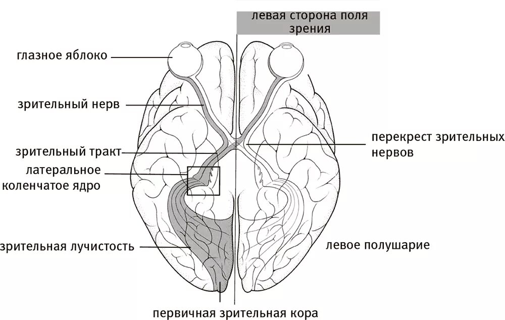 Зрительный нерв в головном мозге. Зрительный нерв и мозг. Зрительные поля. Зрительные поля мозга.