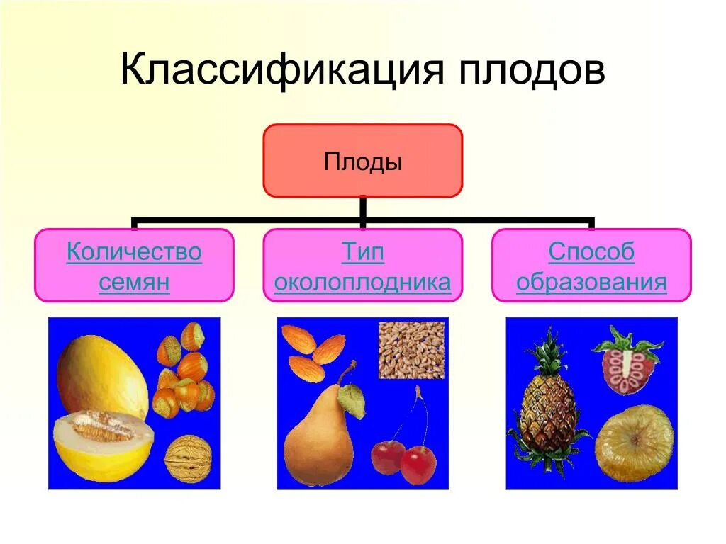 Классификация плодов. Плоды классификация плодов. Классификация плодов схема. Классификация сложных плодов. Основные группы плодов