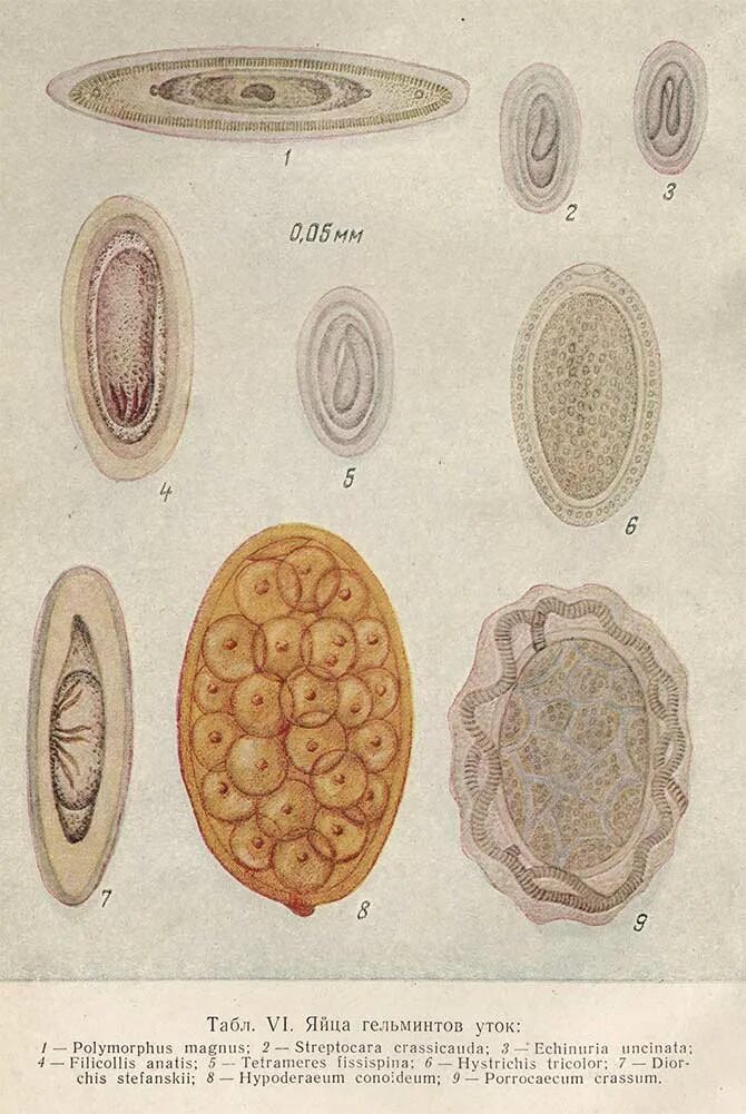 Паразитология яйца гельминтов атлас. Яйца гельминтов гистология. Яйца гельминтов с крышечкой. Купить яйца глист