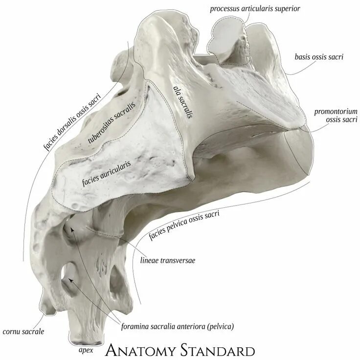 Анатомия паде. Pelvica крестец это что. Строение крестца и копчика. Cornu sacrale крестец. Топографическая анатомия крестца и копчика.