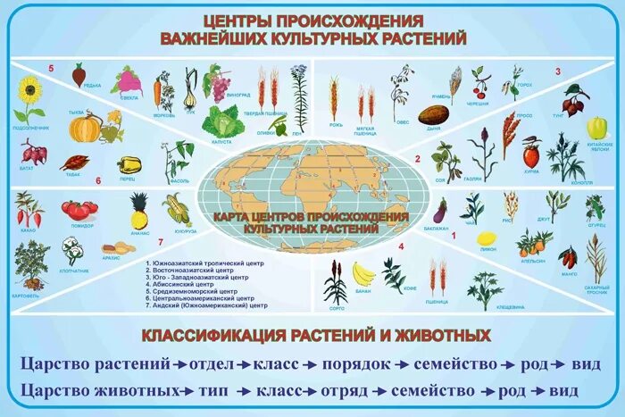 Центры многообразия вавилова. Центры происхождения культурных растений таблица по биологии 11 класс. Центры происхождения культурных растений. Происхождение культурных растений. Центры происхождения важнейших культурных растений.