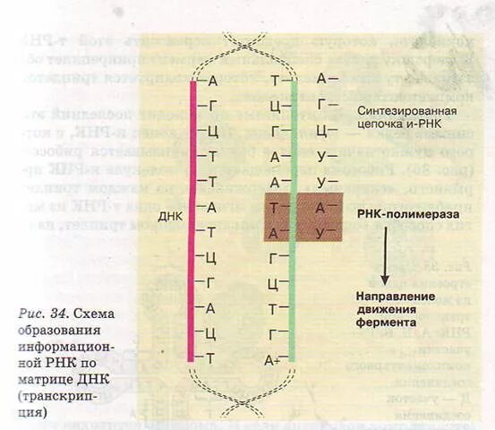 Схема образования информационной РНК на матрице ДНК. Схема образования информационной РНК по матрице ДНК. Схема образования и РНК по матрице ДНК. Схема синтеза РНК по матрице ДНК.