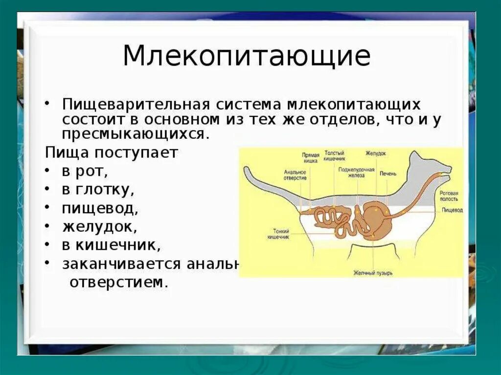 Различия птиц и млекопитающих. Характеристика пищеварительной системы млекопитающих. Особенности пищеварительной системы системы млекопитающих. Пищеварительная система млекопитающих 7 класс. Из каких отделов состоит пищеварительная система млекопитающих.