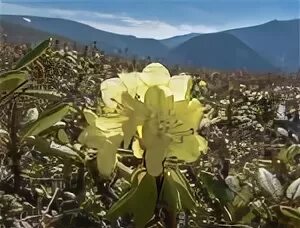 Рододендрон магадан. Рододендрон золотистый rhododendron aureum. Рододендрон золотистый кашкара. Рододендрон магадан. Рододендрон колымский.