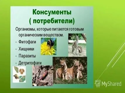 Редуцент 2 детритофаг 3 фитофаг