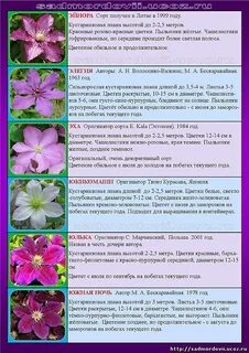 Группы цветения клематисов
