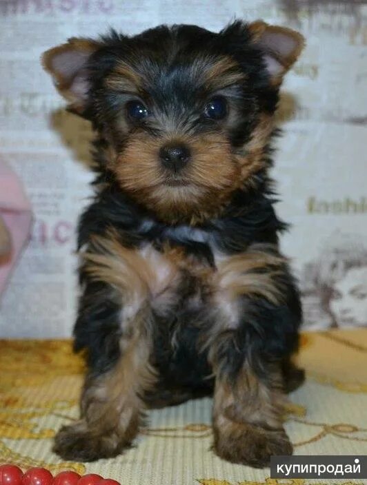 Тульский терьер. Когда открывают глаза щенки йорка. Зоомагазин пушистики. Чорки фото. Тульский терьер.