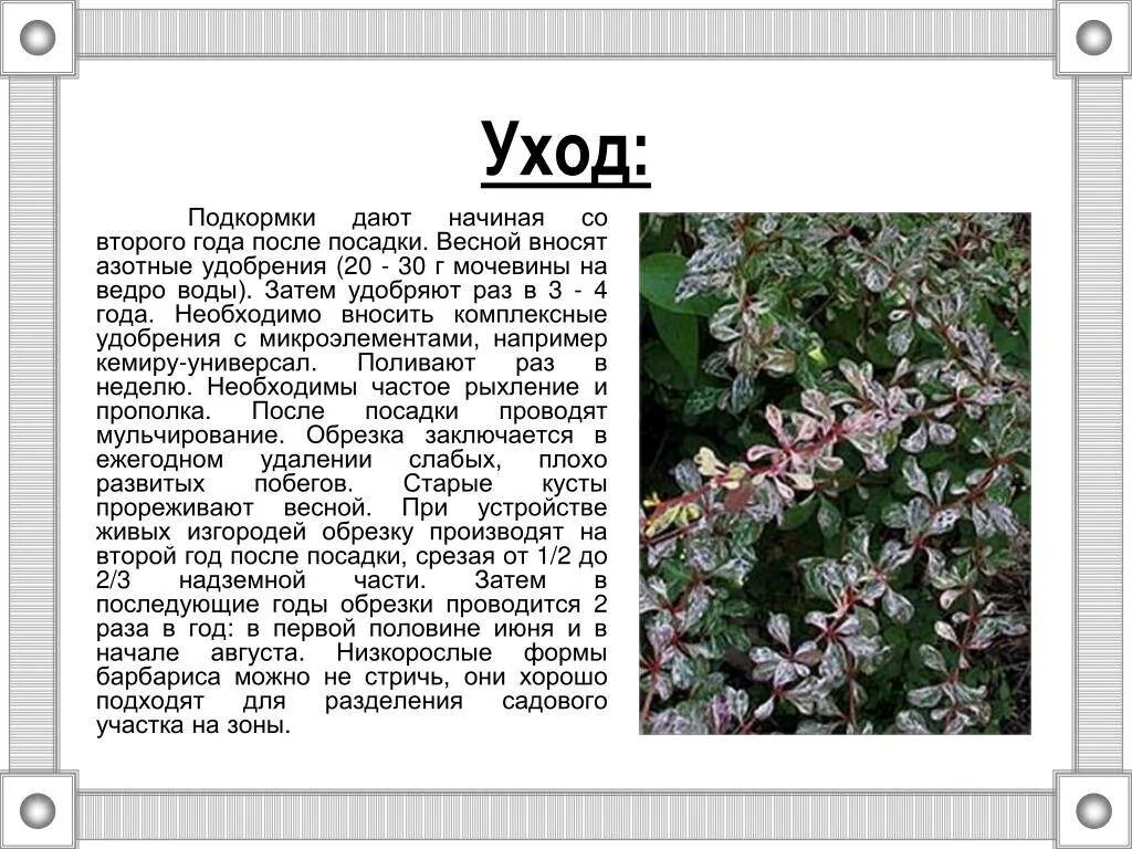 Чем подкормить барбарис в июне. Барбарис амурский кустарник. барбарис декоративный кустарник размножение. барбарис кустарник описание. барбарис кустарник весной.