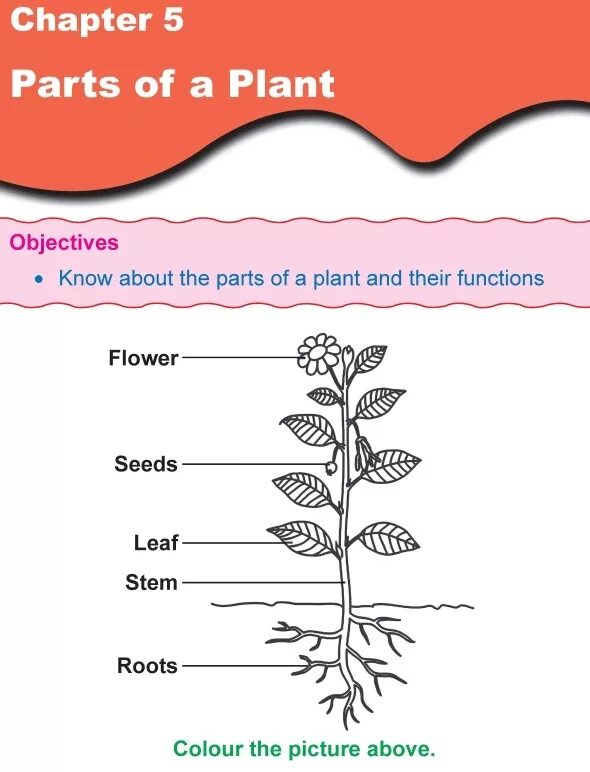 Worksheets for children English растения. Plants на английском для детей. Parts of Plants Worksheets for Kids. Урок английского языка тема Plants. Plants english