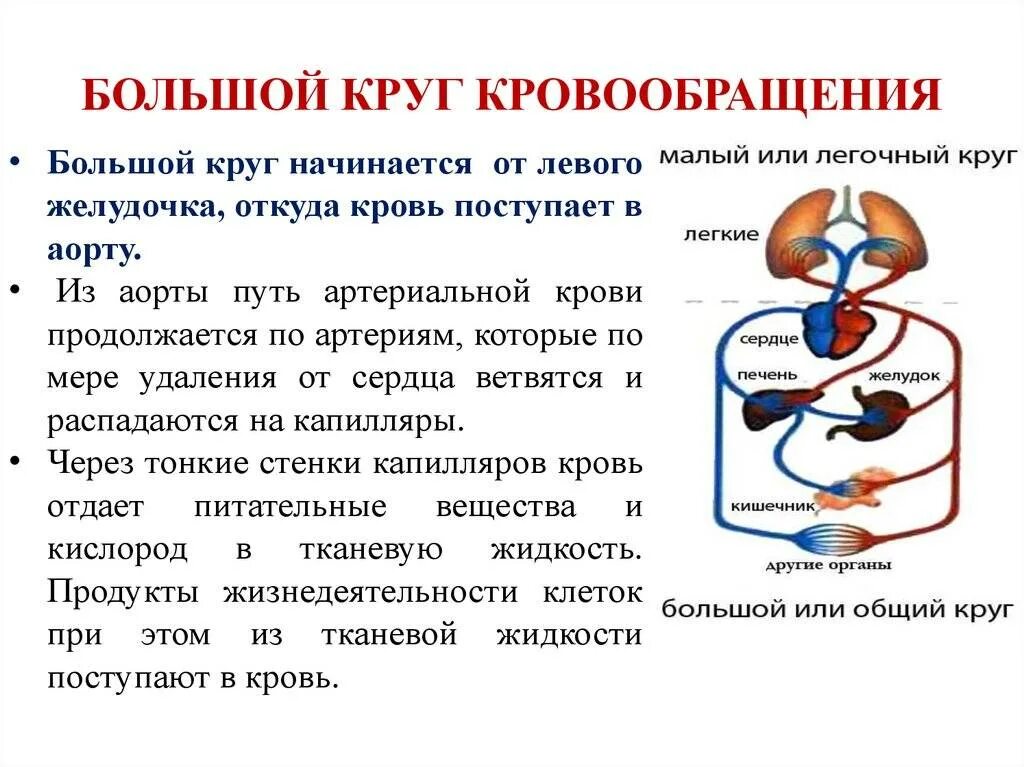 Большой круг кровообращения анатомия кратко. Строение малого круга кровообращения. Охарактеризуйте большой и малый круги кровообращения. Малый круг кровообращения человека начинается. Имеют однослойные стенки возвращают кровь к сердцу