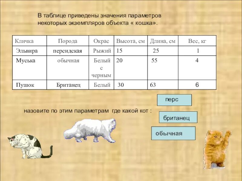 Коту 6 месяцев сколько. Табличная модель кота. Табличная модель объекта кошка. Таблица кошек. Табличная модель котят.