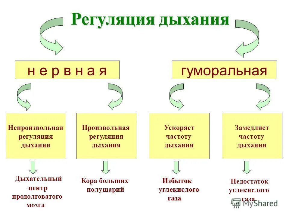 Произвольные дыхательные движения. Произвольные дыхательные движения. Регуляция дыхания нервная и гуморальная таблица. Механизм дыхательных движений. Регуляция дыхания охрана воздушной среды.