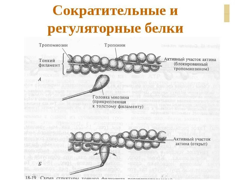 Сократительную функцию выполняют 2 белка