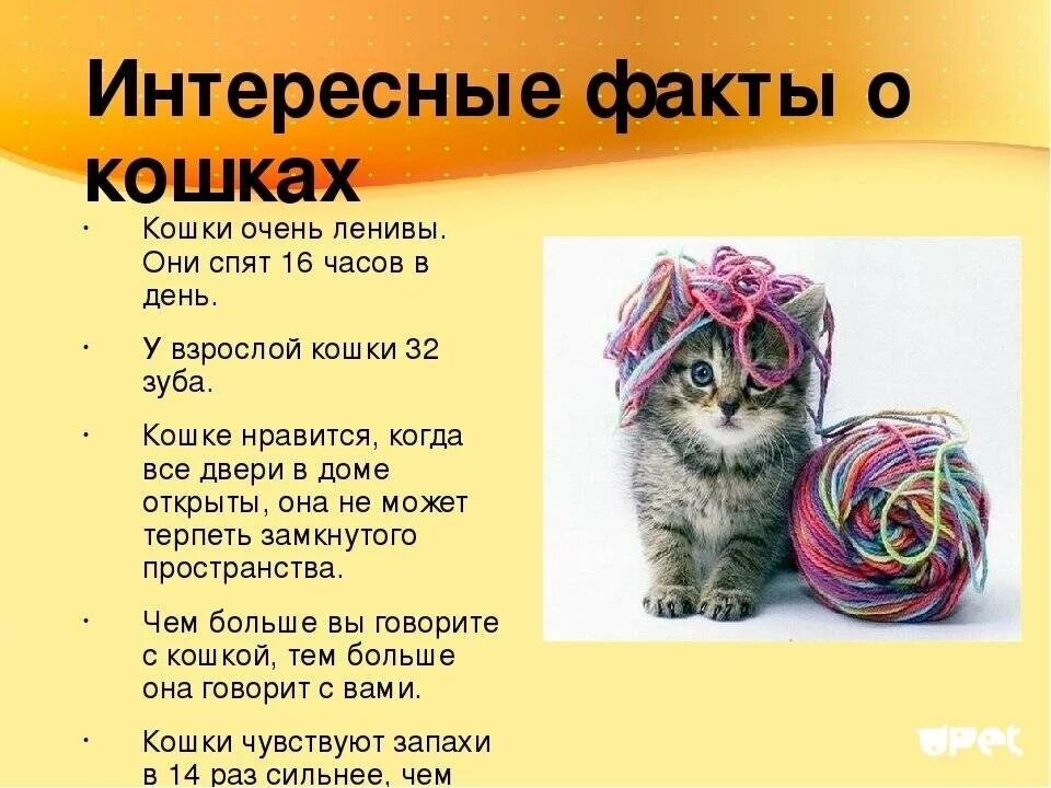 Фактов о животных 3 класс. Интересные факты о кошках. интересное о кошках для детей. интересные факты о домашних животных. интересный фактор о кошках.