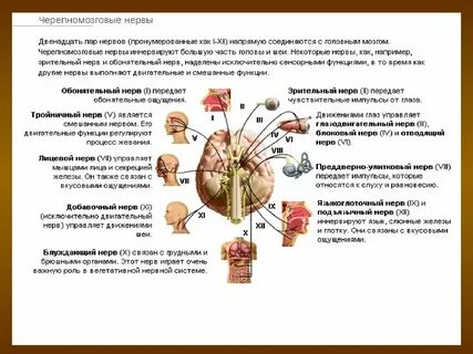 Функции черепных нервов