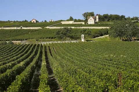 Des vignes