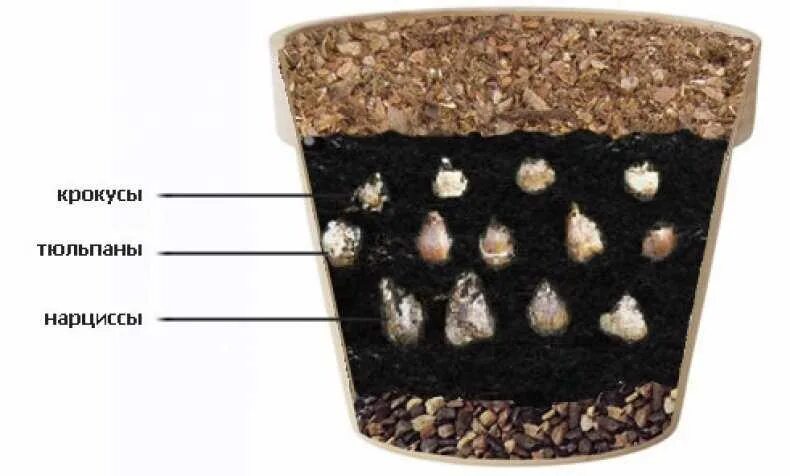 Тюльпаны какая почва. Дренаж в горшке для цветов. Посадка луковичных в горшки. Дренажный слой в горшке это. Цветочный горшок с землей.