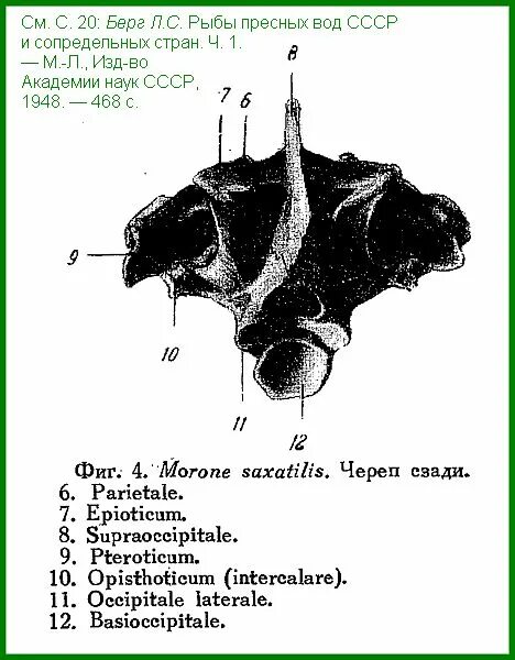 есть ли у рыб шея. внутр строение рыбы. дыхательная система окуня. угловая кость рыбы. речной окунь строение.