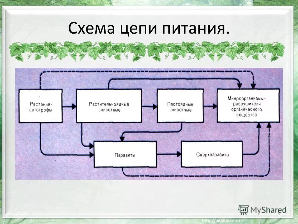 схема пищевой сети лесного биоценоза. трофическая структура пруда. пищевая цепочка в биоценозе. пищевая структура биоценоза. биоценоз морфологическая пространственная и трофическая структура.
