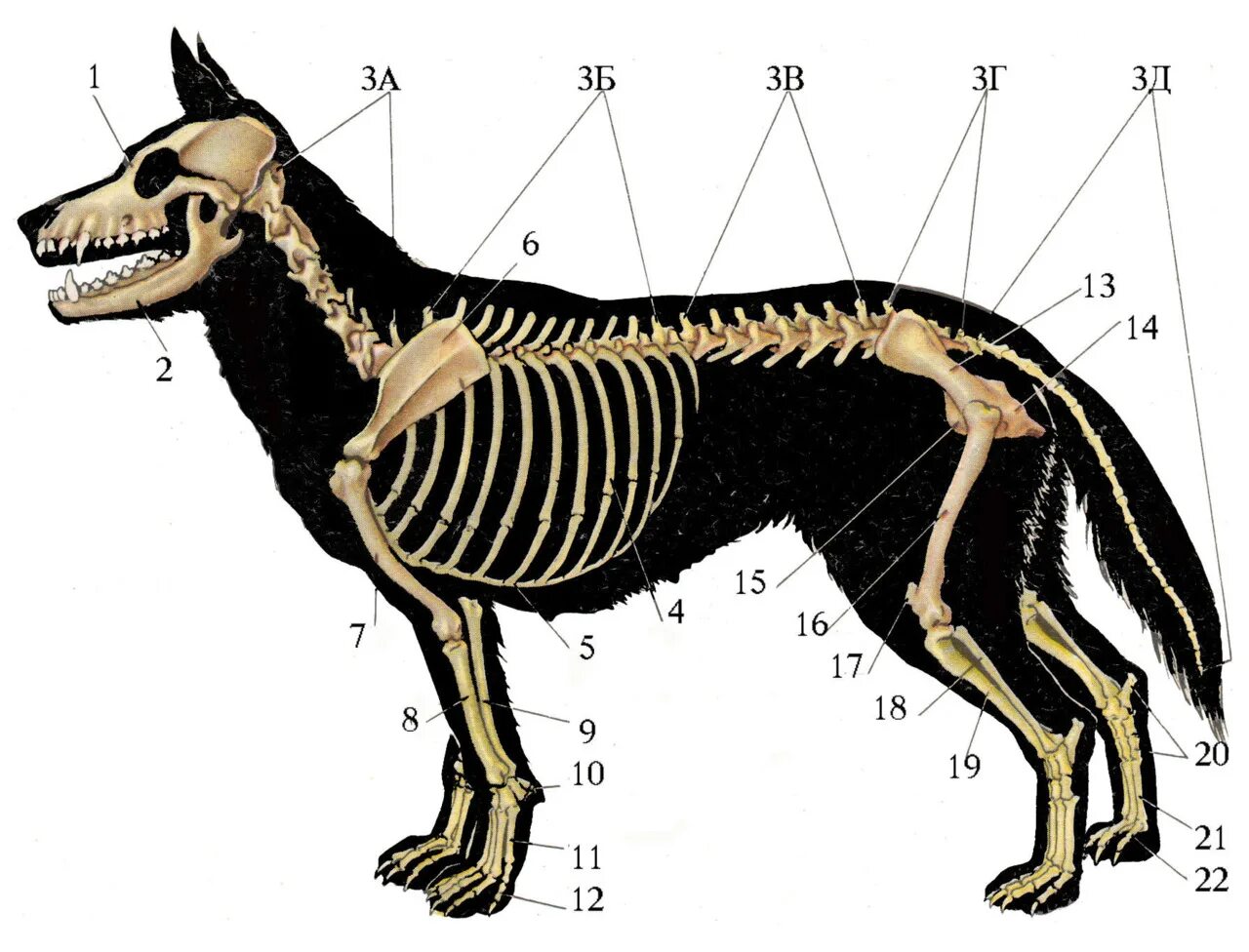 Скелет собаки спереди. Скелет ВЕО собаки анатомия. Строение скелета ВЕО. Строение скелета овчарки.