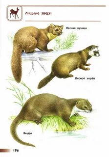 Атлас определитель звезды 3 класс