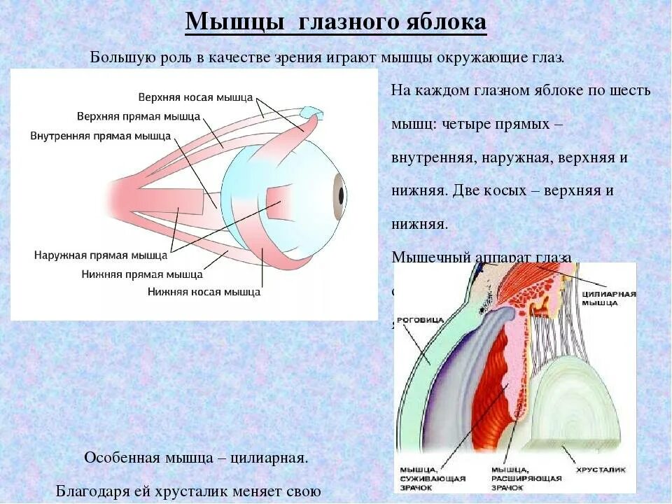 Мышца регулирующая размер зрачка. Мышца регулирующая размер зрачка