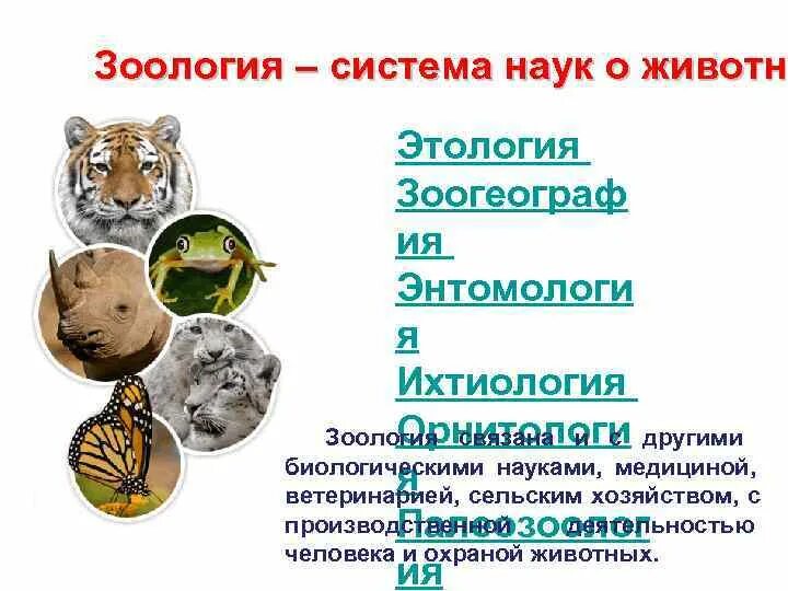 Достижения зоологии. Краткая история развития зоологии. основные этапы развития зоологии. связь зоологии с другими науками.