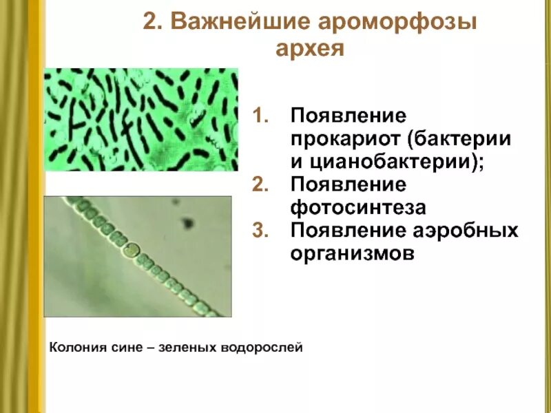 Бактерии цианобактерии архебактерии. Сине-зелёные водоросли архебактерии. Архей бактерии и цианобактерии. Прокариоты бактерии архебактерии цианобактерии. Появление фотосинтеза появление прокариот появление многоклеточных водорослей