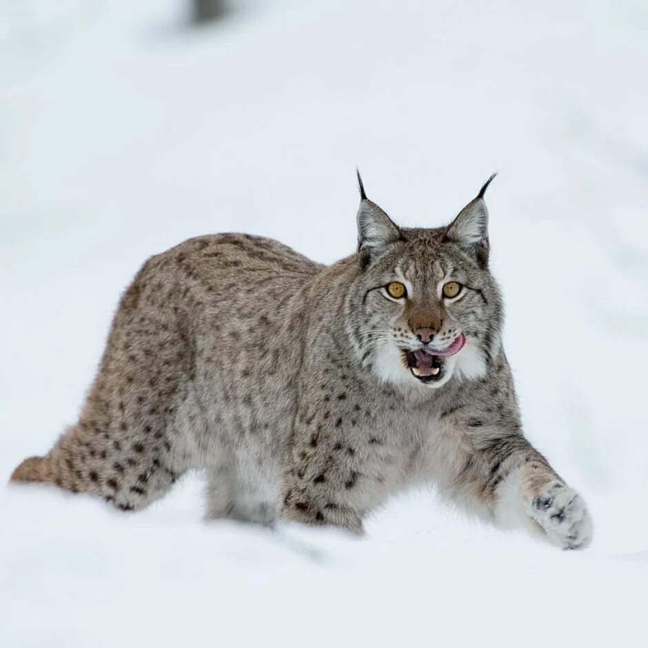Длина рыси. Канадская Рысь Бобкэт. Рысь - Lynx Lynx (Linnaeus, 1758). Обыкновенная Сибирская Рысь. Туркестанская Рысь.
