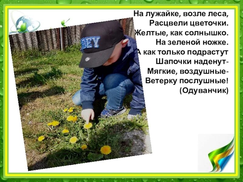 Прогулка наблюдение первоцветы. Наблюдение за одуванчиком. дневник наблюдений за одуванчиком. наблюдение за одуванчиком в доу.