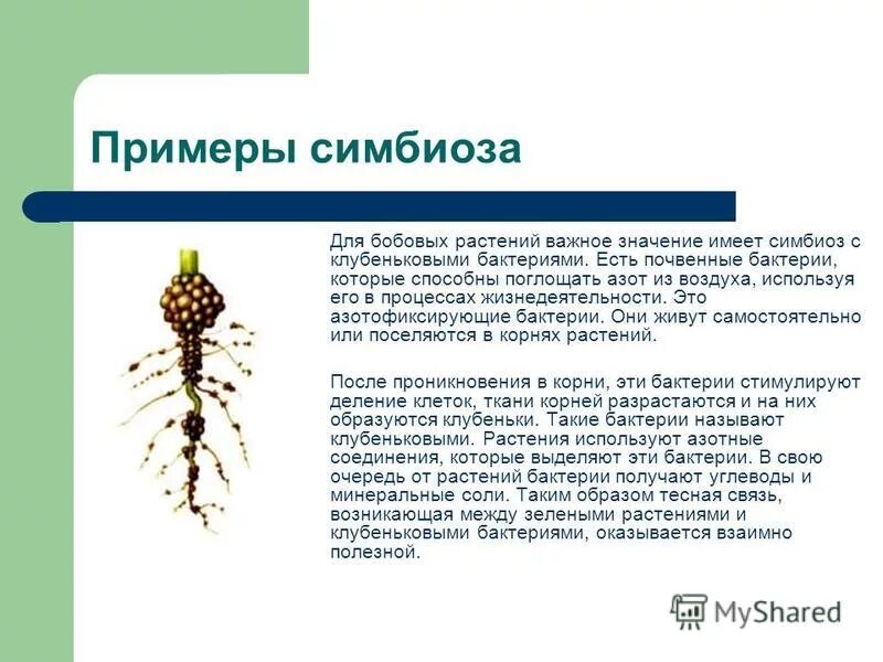 Клубеньковые бактерии и горох тип взаимоотношений. Клубеньковые бактерии симбиоз. симбиоз растения и клубеньковых бактерий. клубеньковые бактерии и бобовые растения. симбиоз клубеньковых бактерий и бобовых растений.