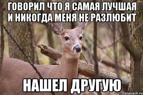 Моя подруга олениха субтитры