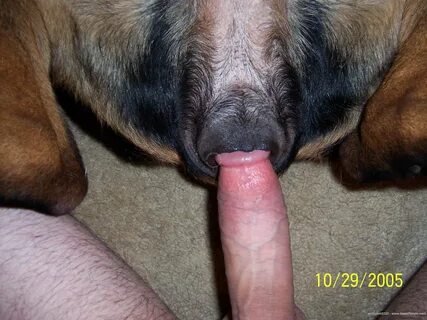 Slideshow mans dick in dogs pussy.