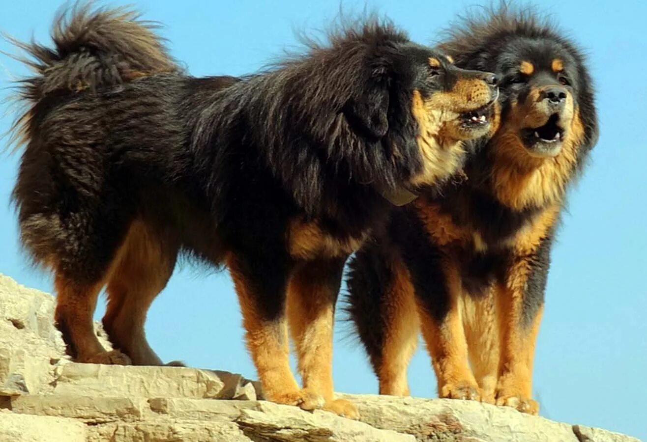 Сколько стоят большие собаки. Банхар монгольская овчарка. Монгольский волкодав банхар. Тибетский мастиф. Хотошо бурят-монгольский волкодав.