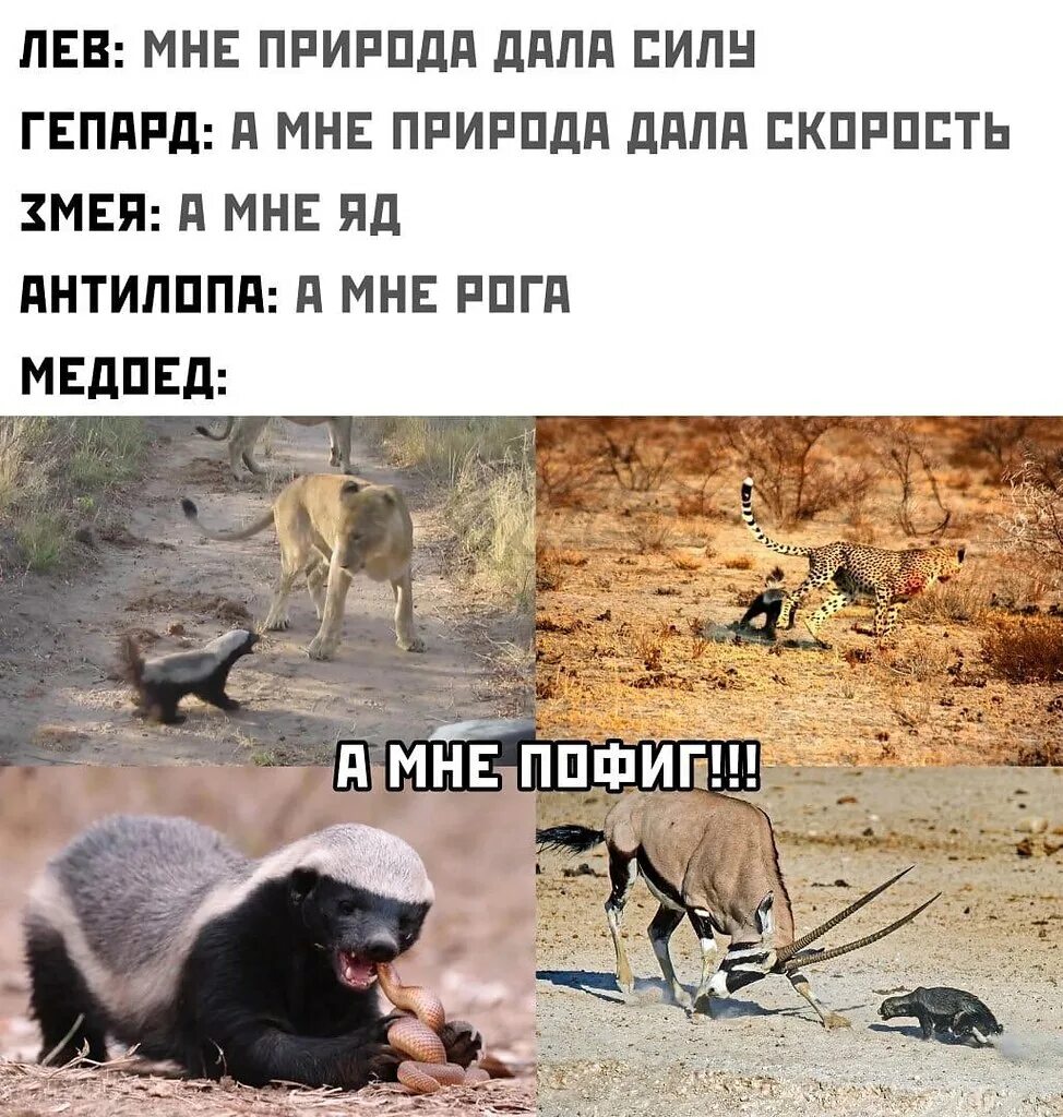 Медоед прикол