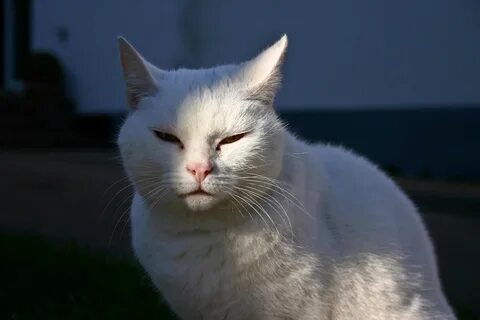 Круглый белый кот